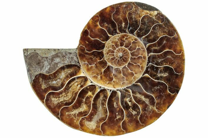 Cut & Polished Ammonite Fossil (Half) - Madagascar #233543